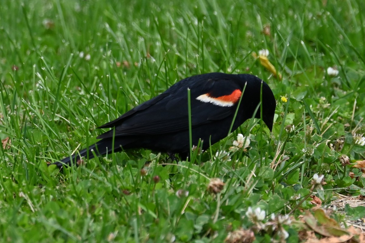 Red-winged Blackbird - ML620351468