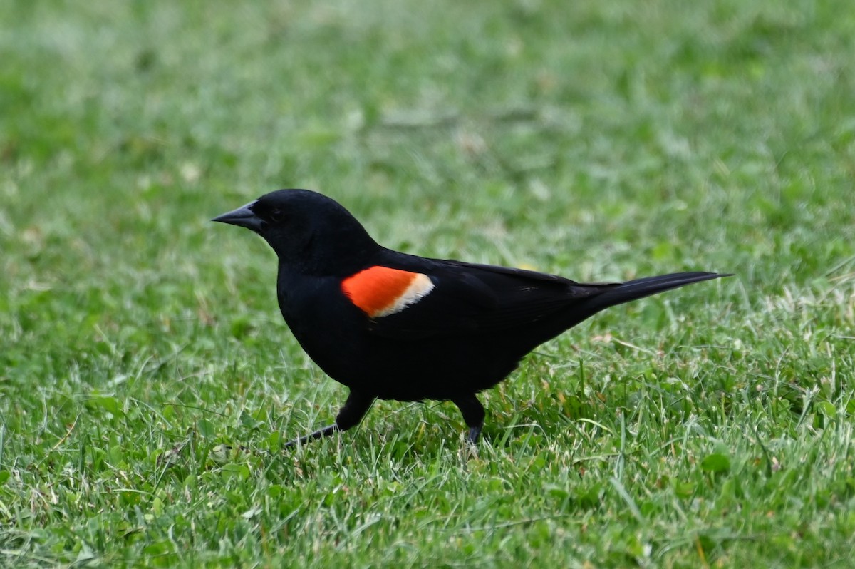 Red-winged Blackbird - ML620351470