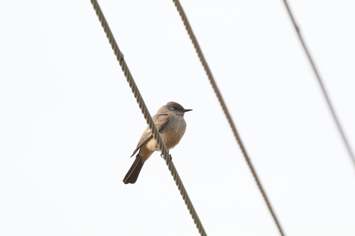 Say's Phoebe - ML620351488