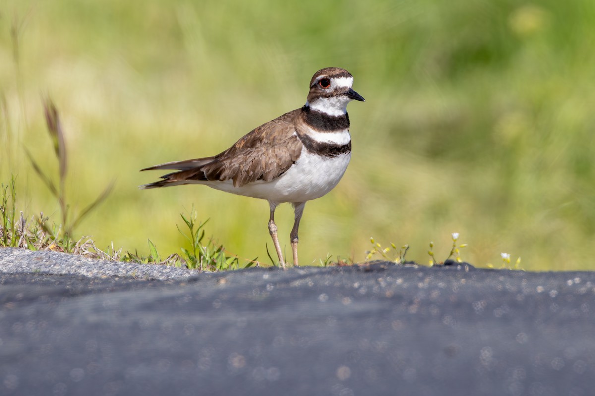 Killdeer - ML620351492