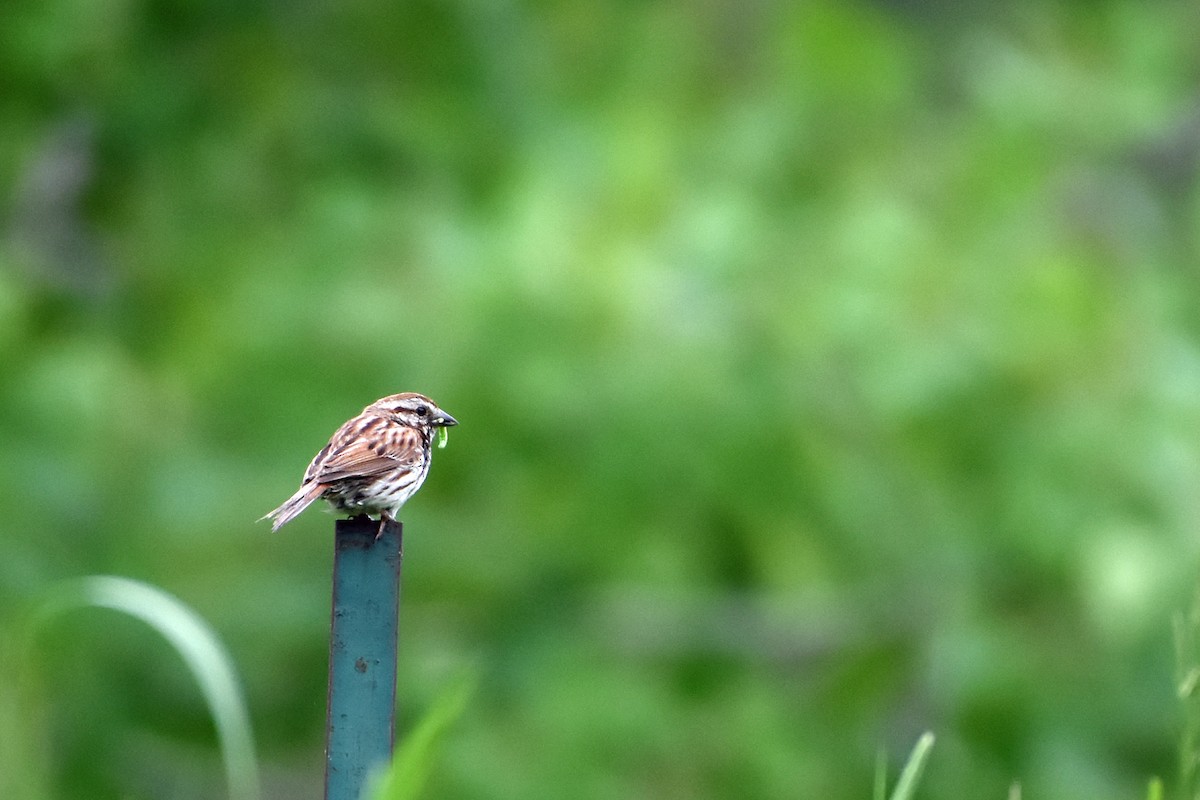 Song Sparrow - ML620351497