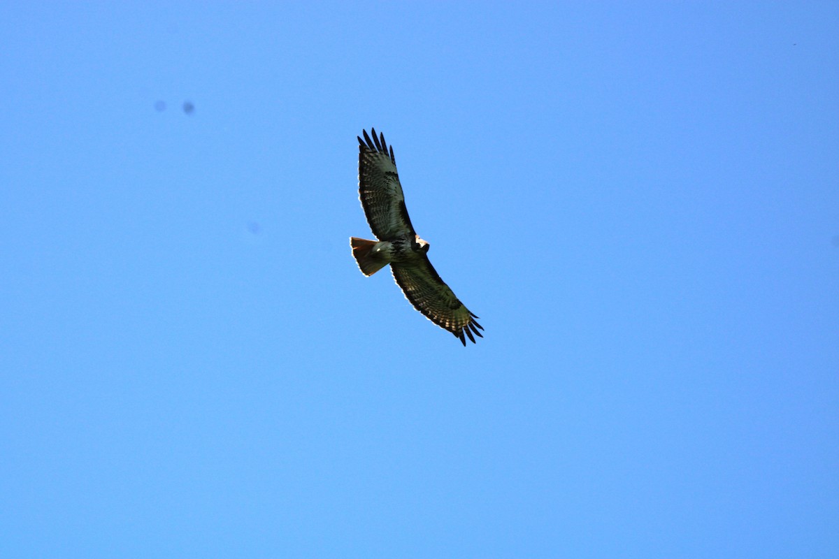 Red-tailed Hawk - ML620351509