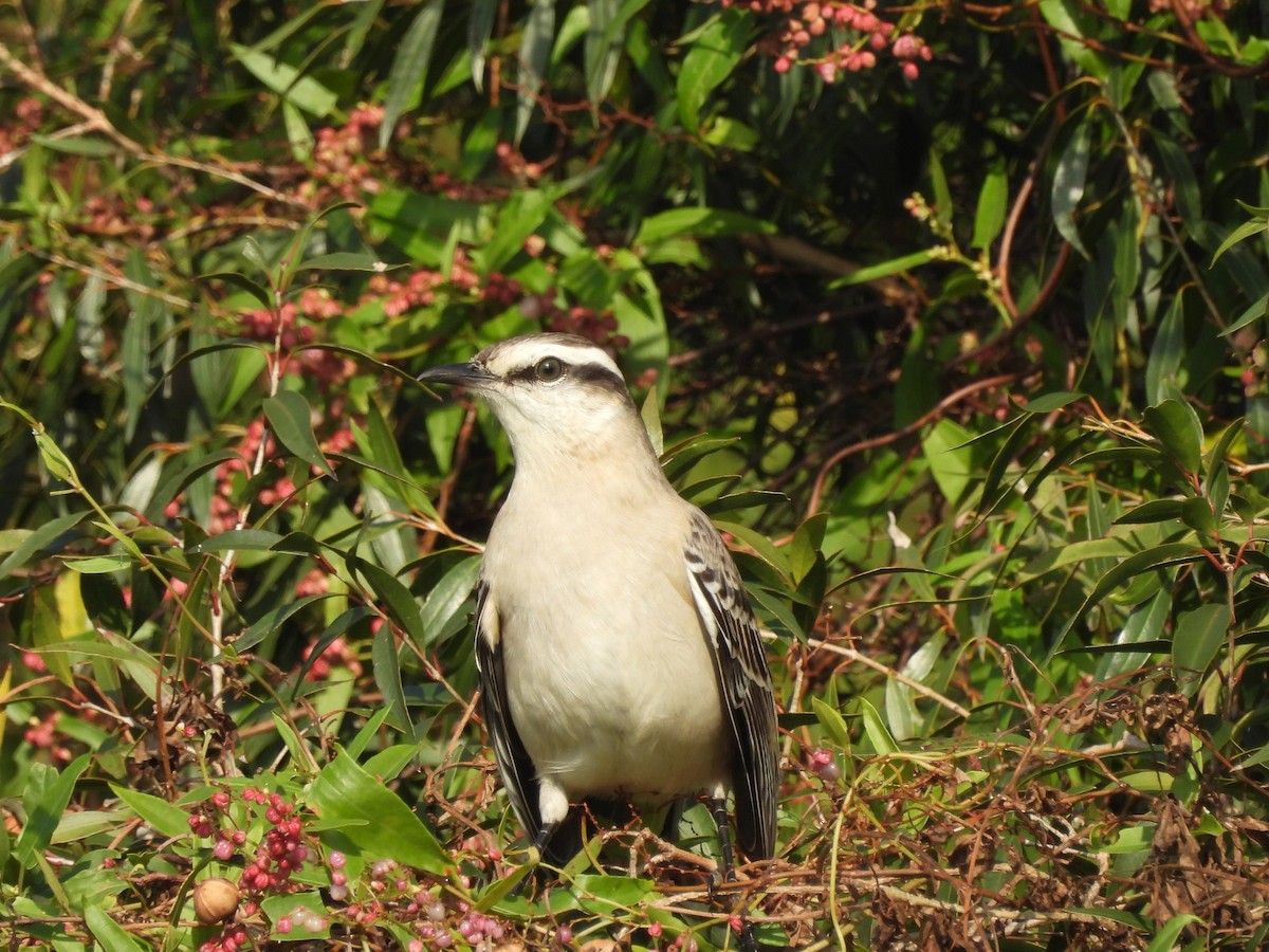 Chalk-browed Mockingbird - ML620351510