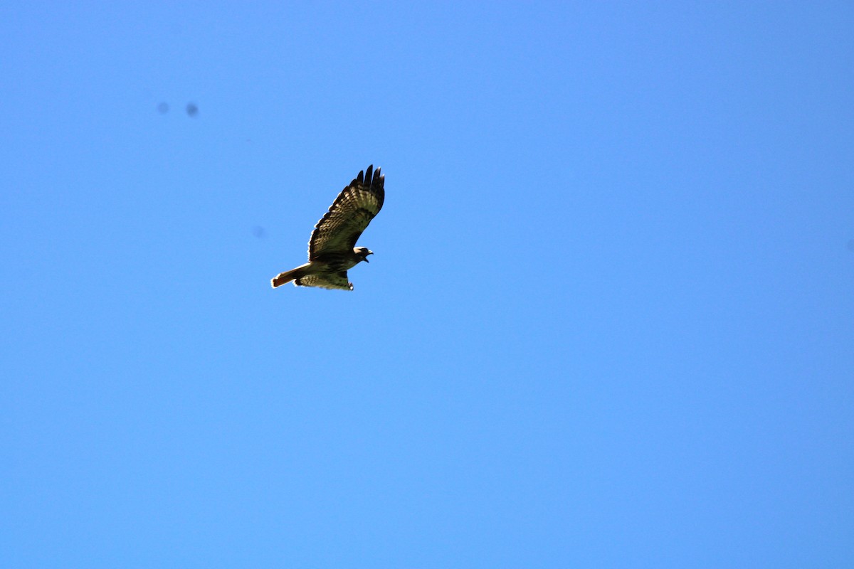 Red-tailed Hawk - ML620351513