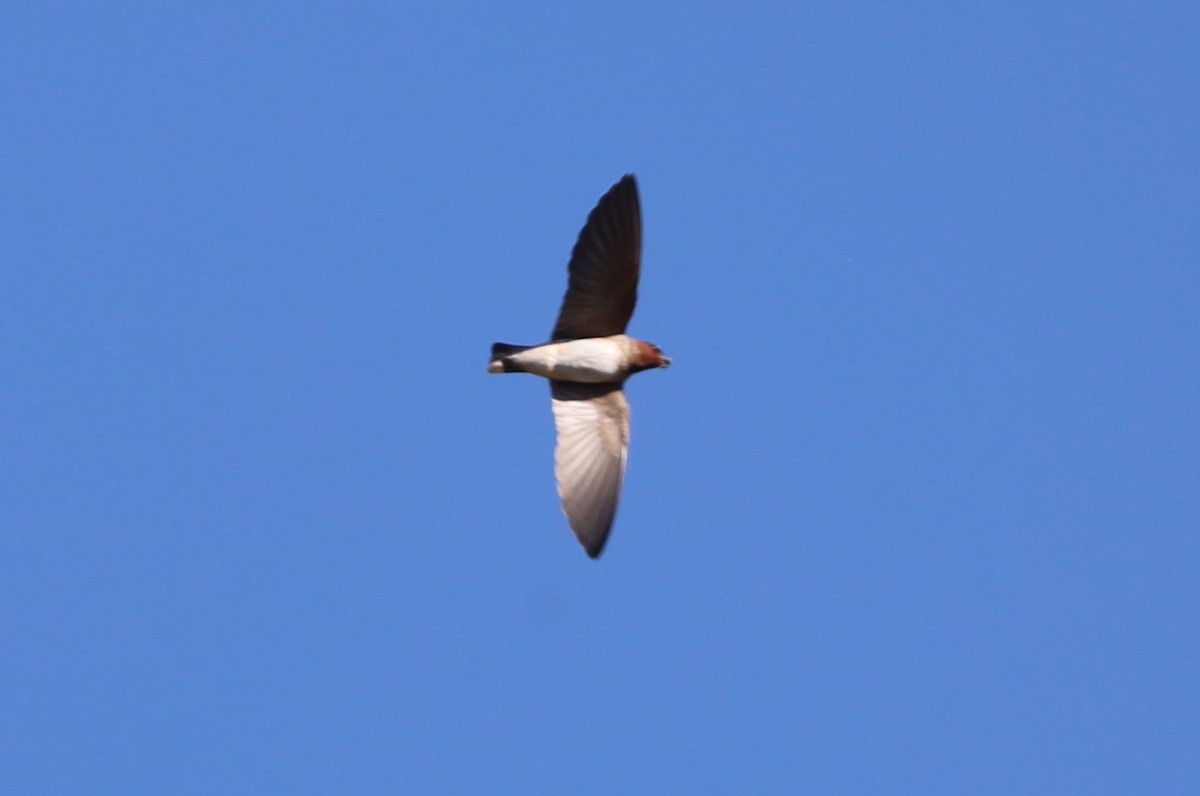 Barn Swallow - ML620351516