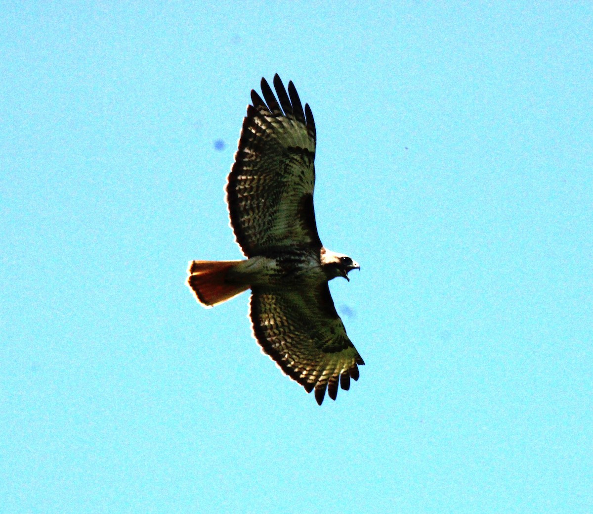 Red-tailed Hawk - ML620351534