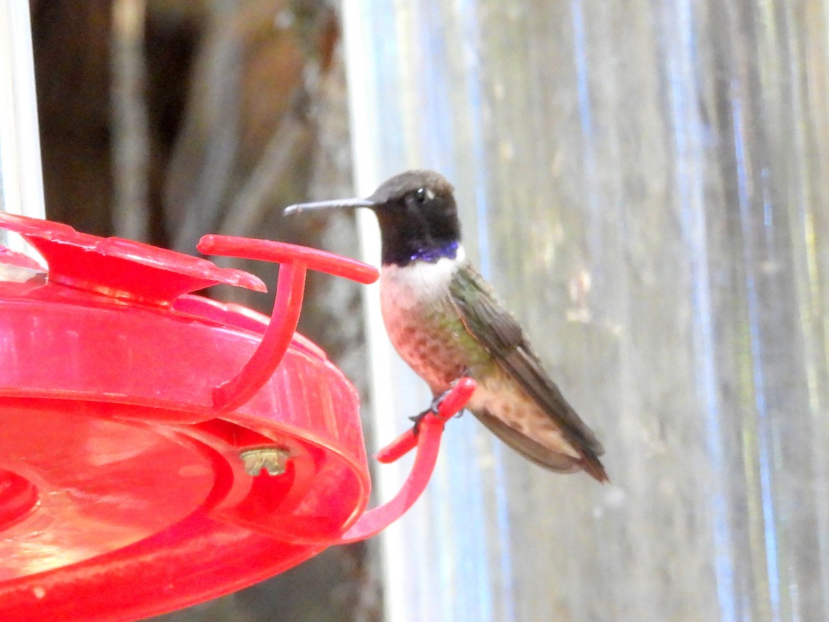 Black-chinned Hummingbird - ML620351536