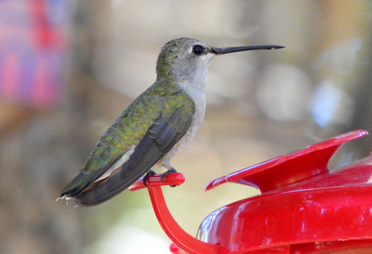 Black-chinned Hummingbird - ML620351537