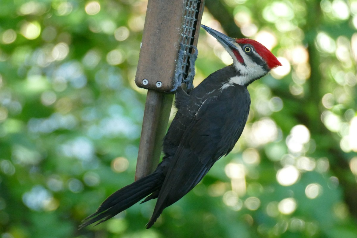 Pileated Woodpecker - ML620351542