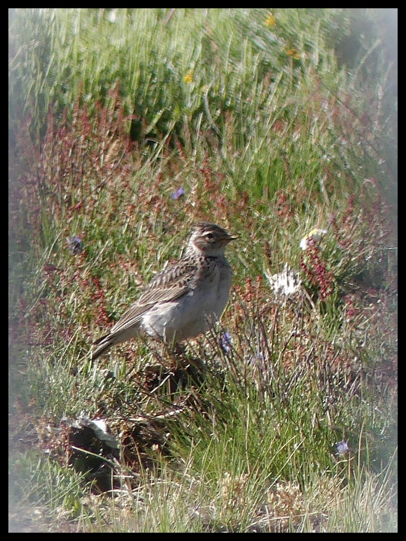 Eurasian Skylark - ML620351543