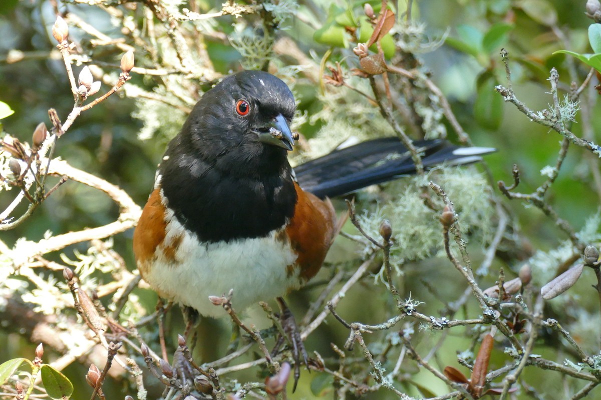 Spotted Towhee - ML620351559
