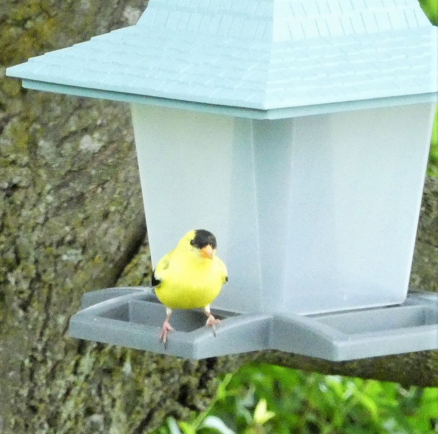 American Goldfinch - ML620351578