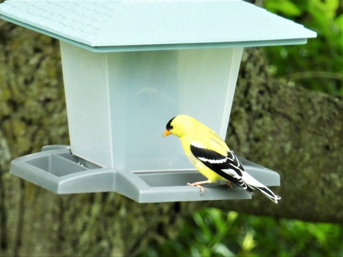 American Goldfinch - ML620351580