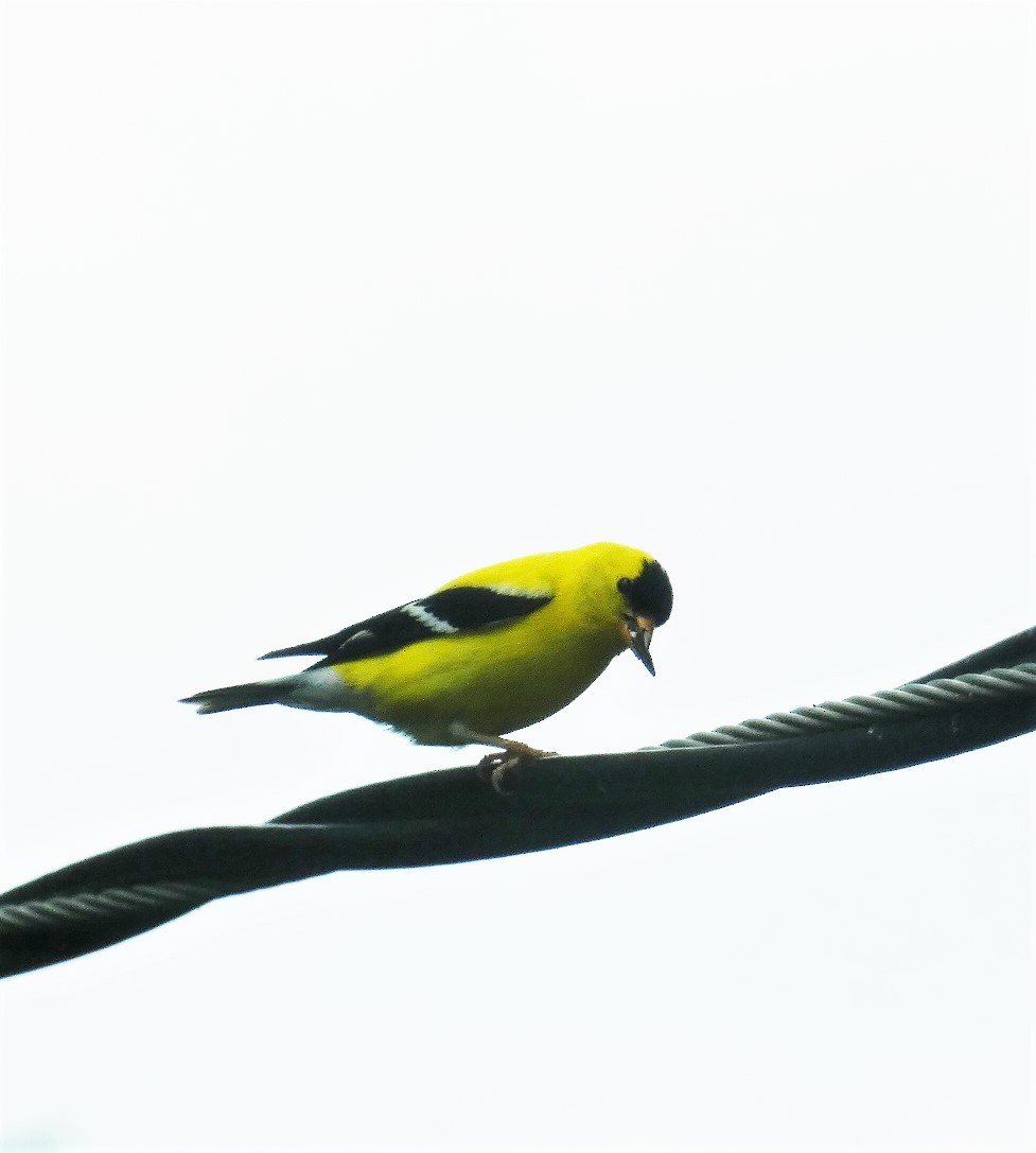 American Goldfinch - ML620351581