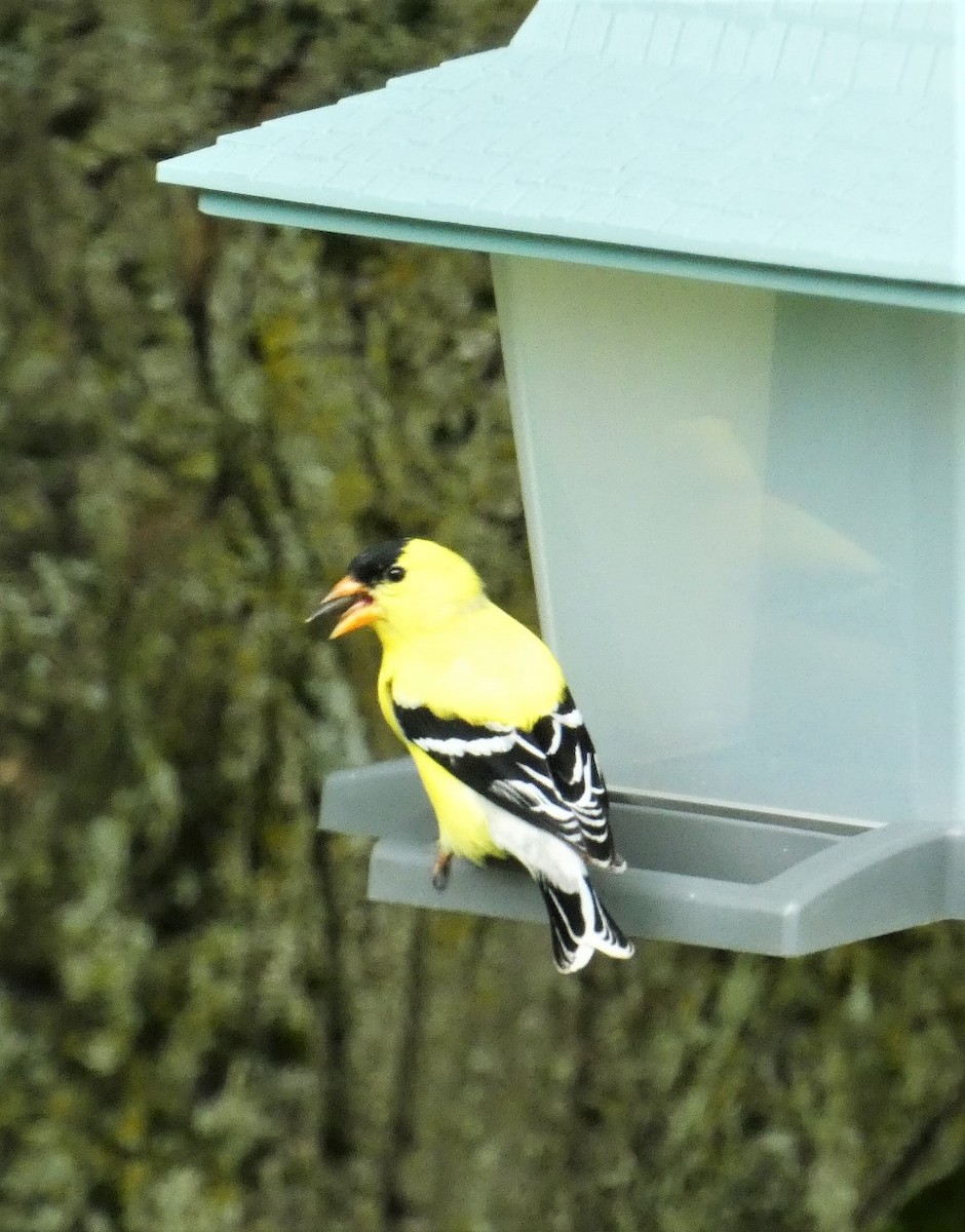 American Goldfinch - ML620351582