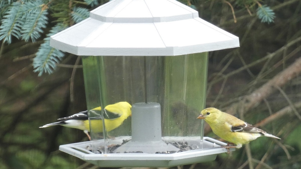 American Goldfinch - ML620351583