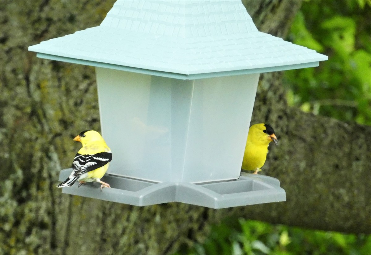 American Goldfinch - ML620351584