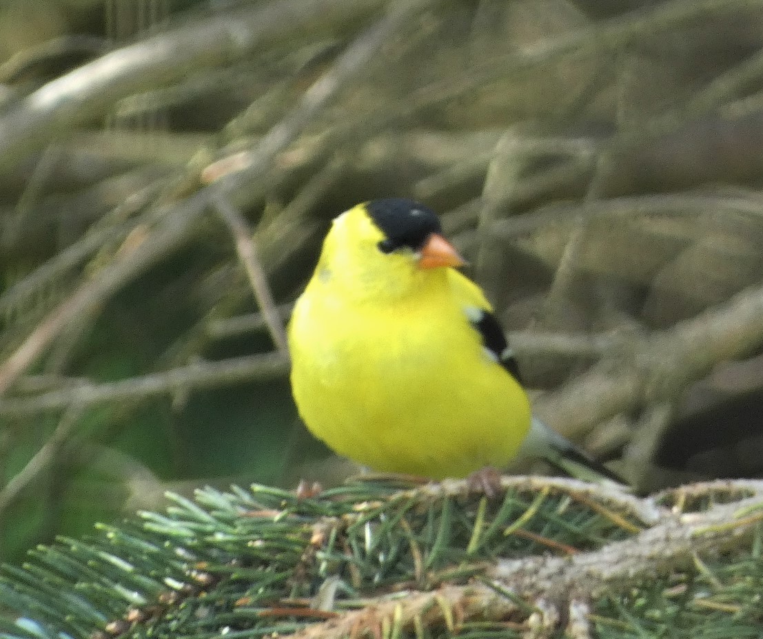 American Goldfinch - ML620351587