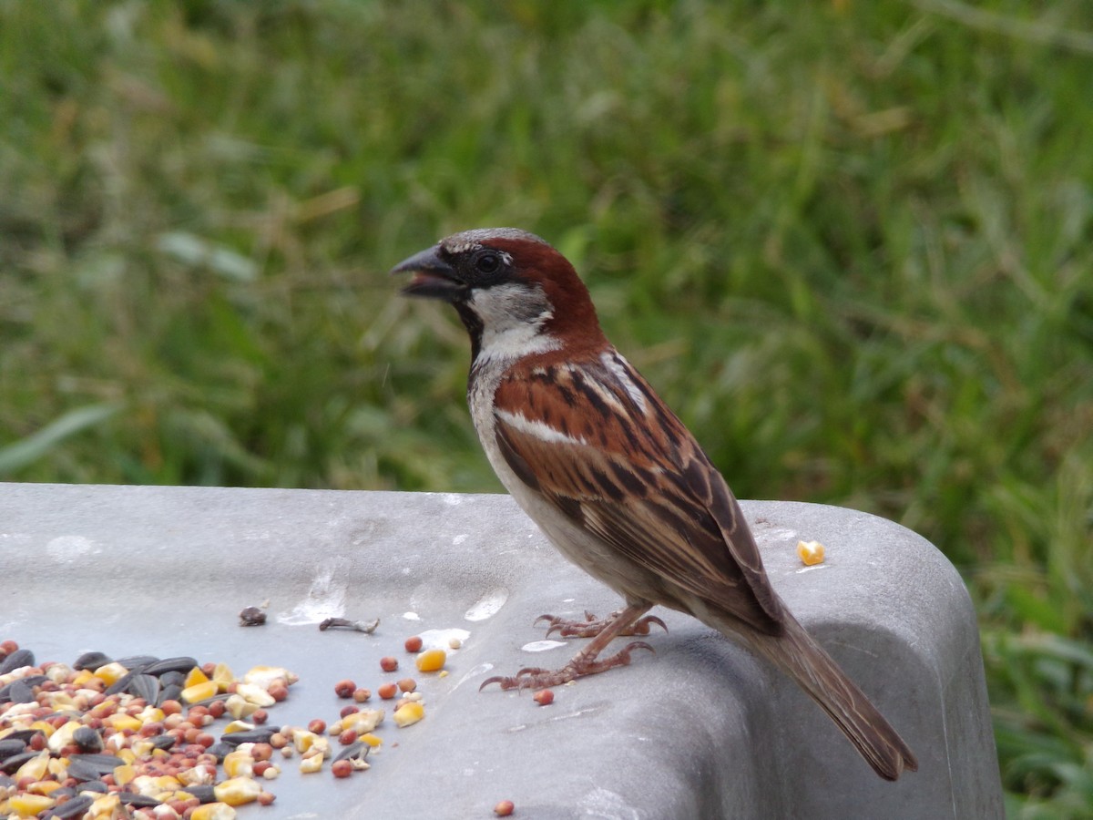 House Sparrow - ML620351593
