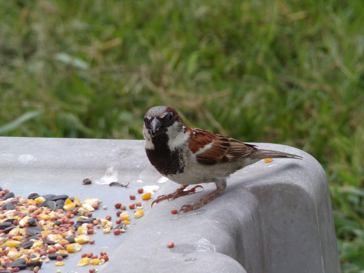 House Sparrow - ML620351594