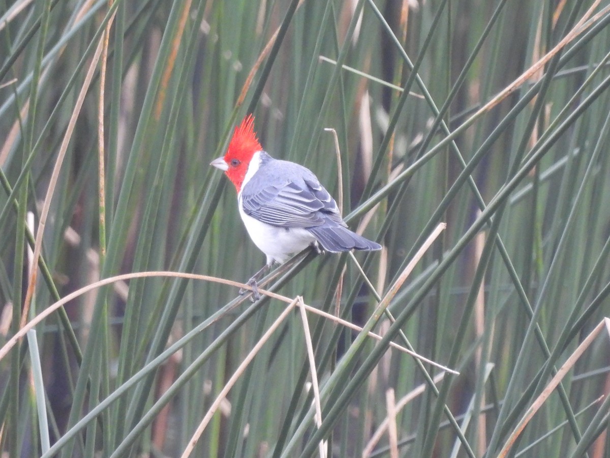 Red-crested Cardinal - ML620351597