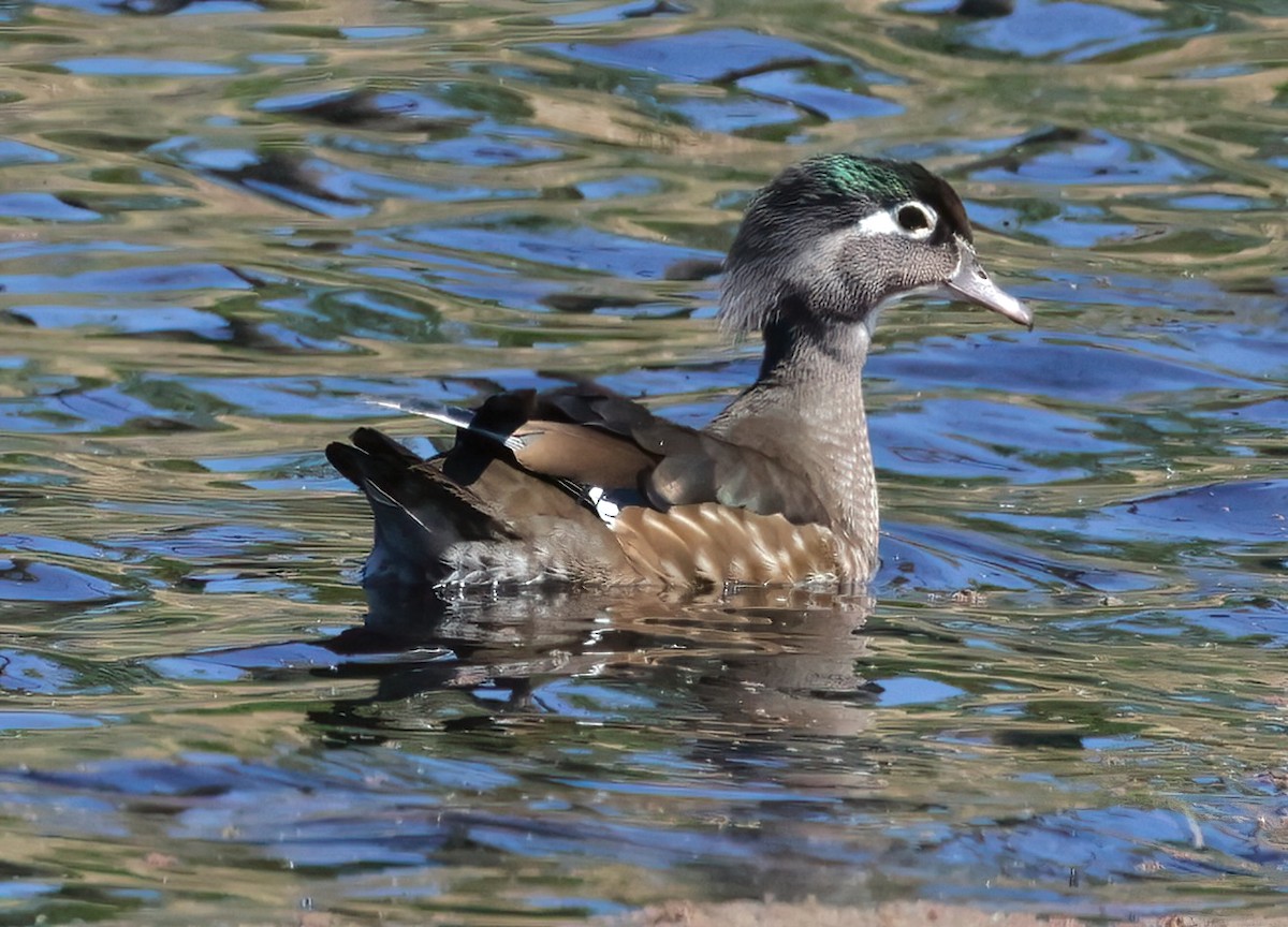 Pato Joyuyo - ML620351602