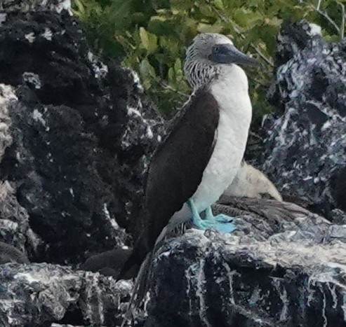 Blue-footed Booby - ML620351614