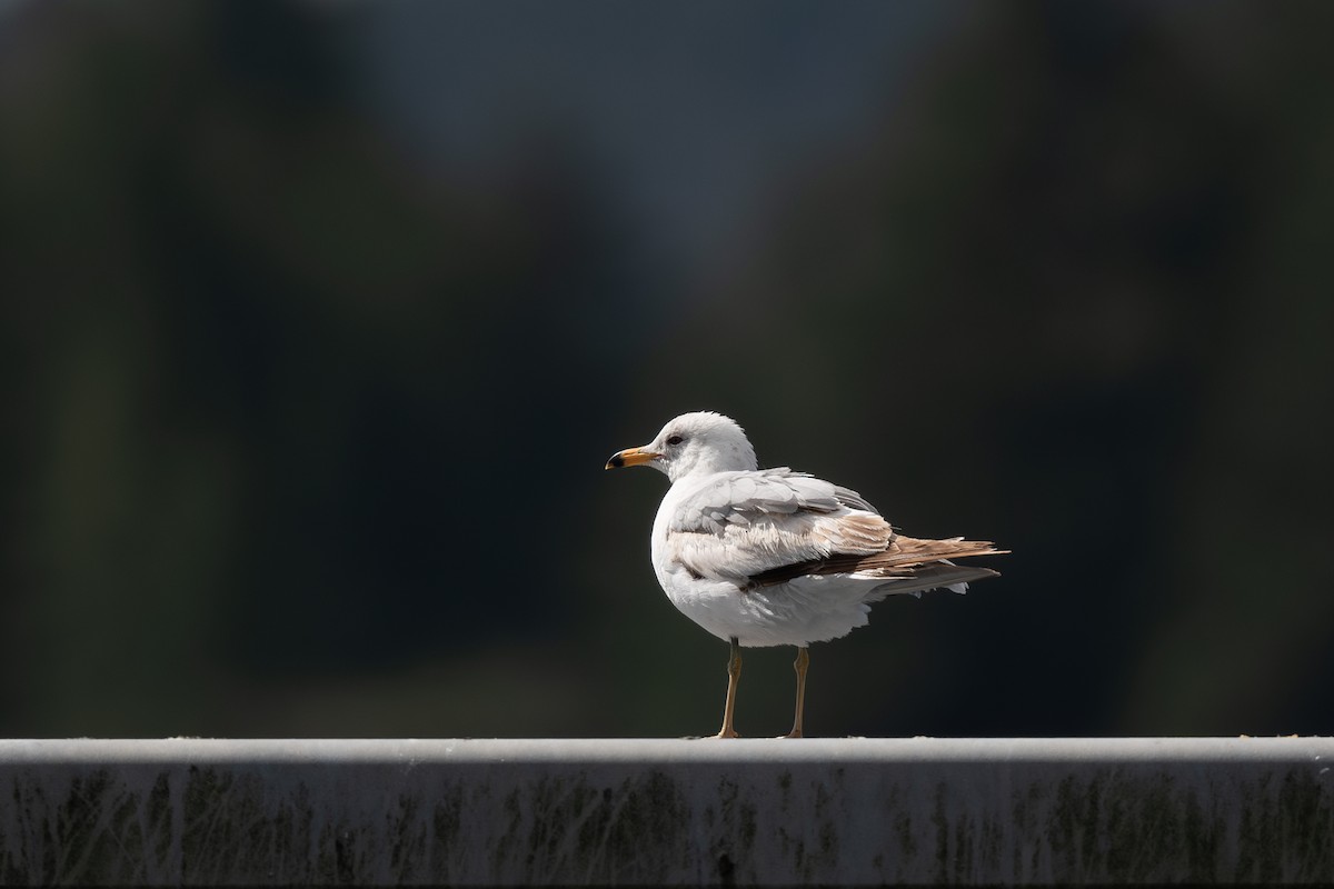 Ring-billed Gull - ML620351615