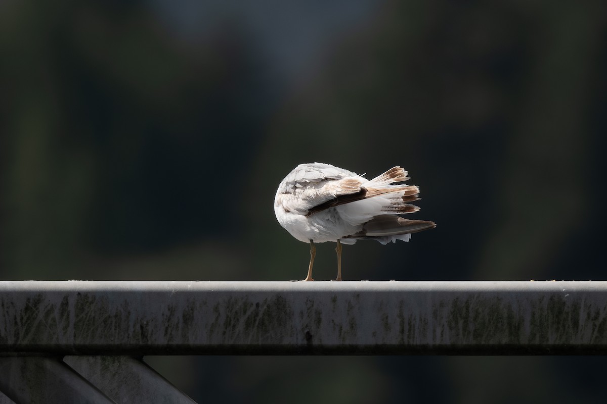Делавэрская чайка - ML620351616