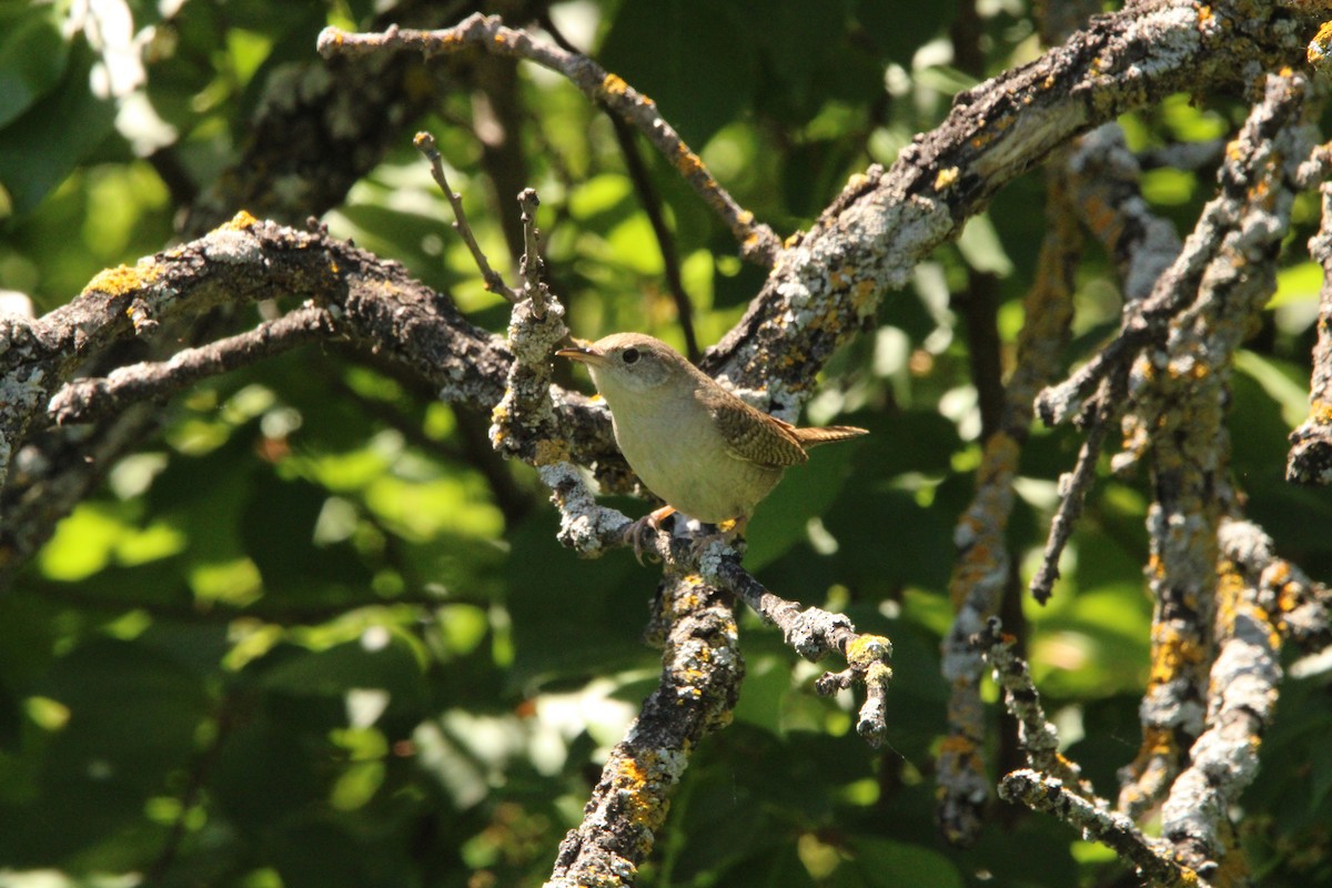 House Wren - Leigh Nelson