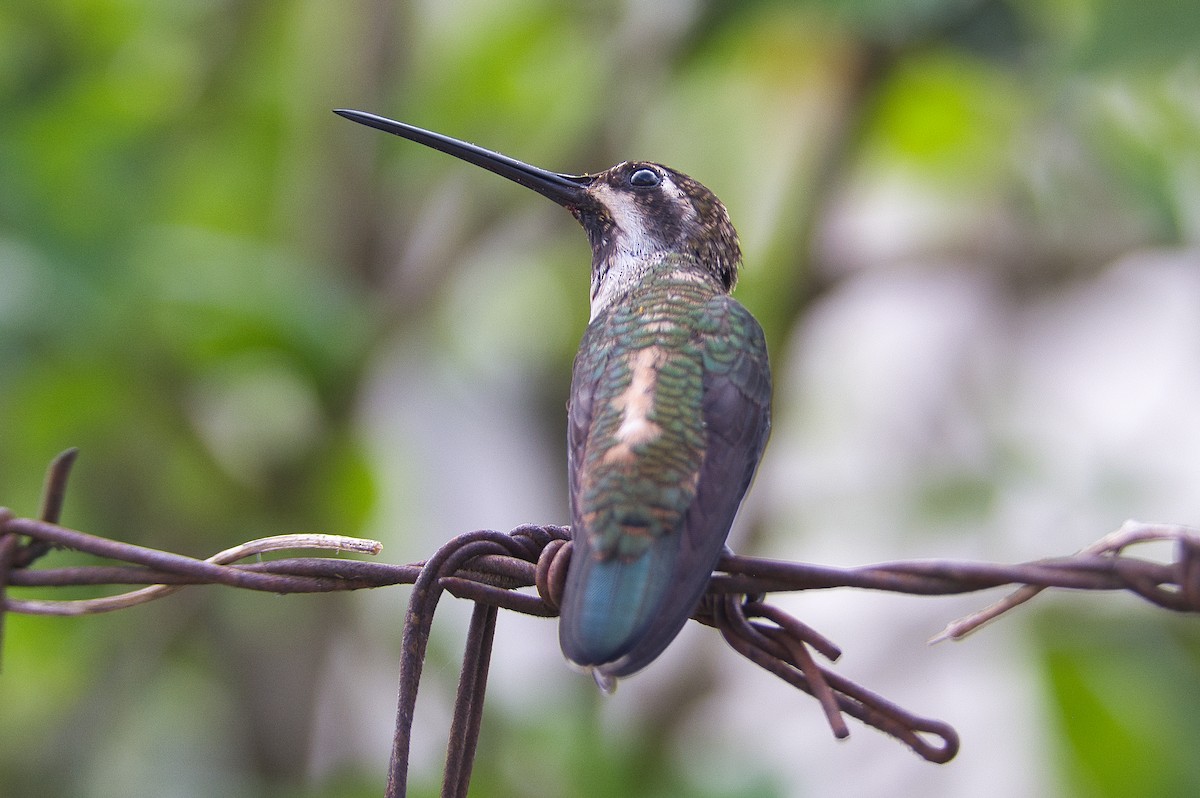 kolibřík achátový - ML620351625