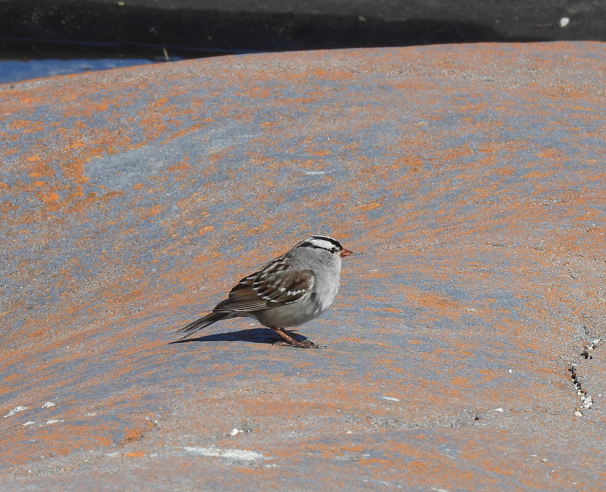White-crowned Sparrow - ML620351636