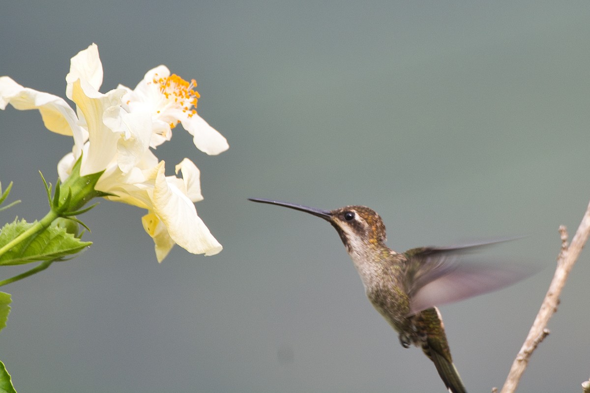 kolibřík achátový - ML620351637