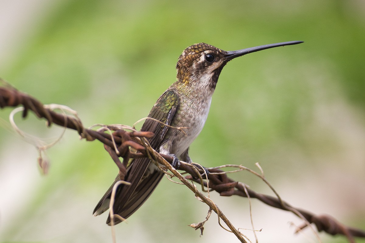 kolibřík achátový - ML620351638