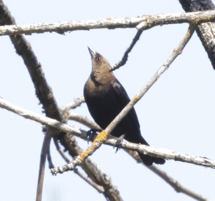 Brown-headed Cowbird - ML620351655