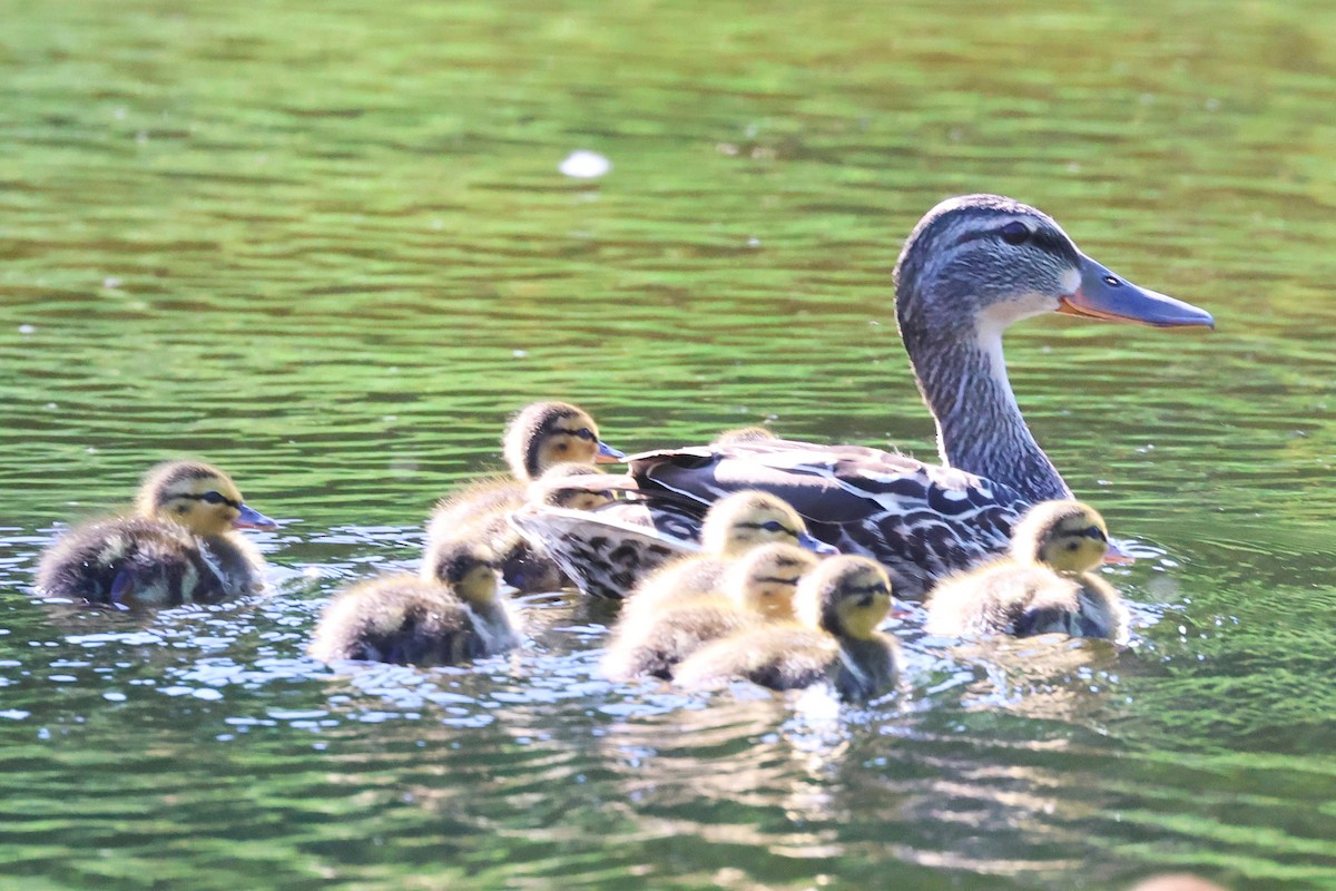 Canard colvert - ML620351657