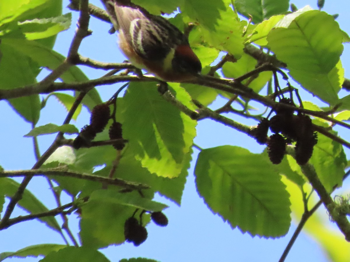 Bay-breasted Warbler - ML620351666