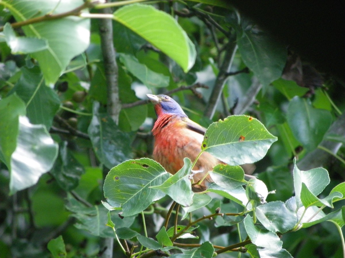 Painted Bunting - ML620351667
