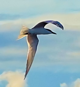 Gull-billed Tern - ML620351676