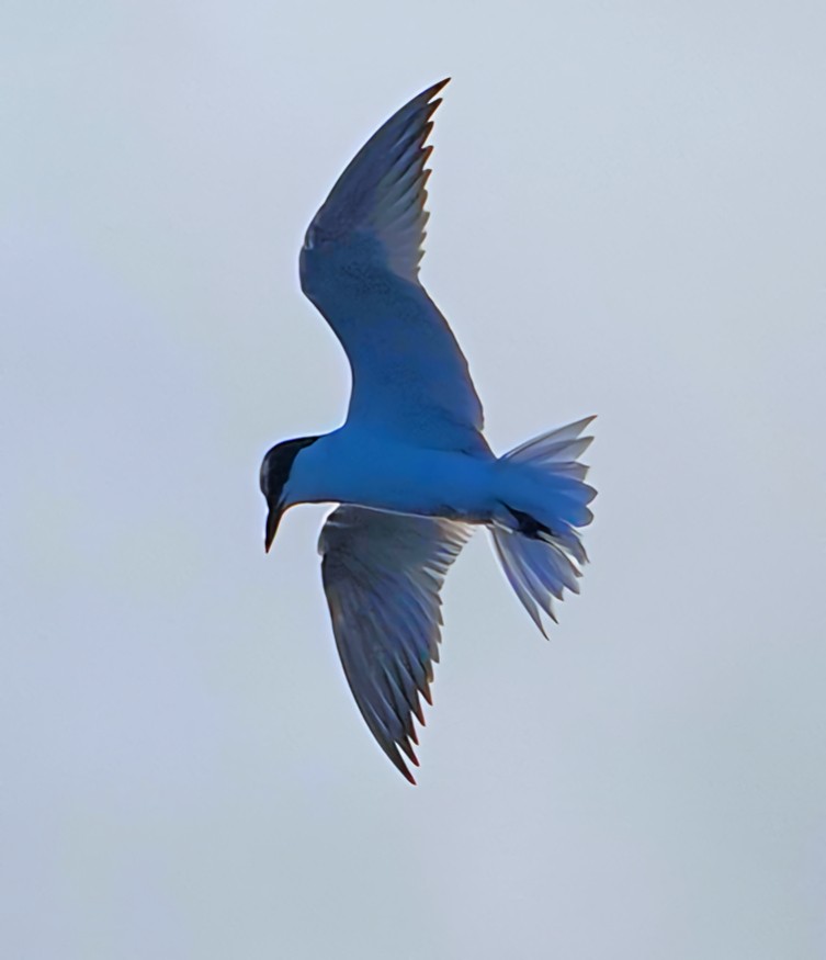 Gull-billed Tern - ML620351678