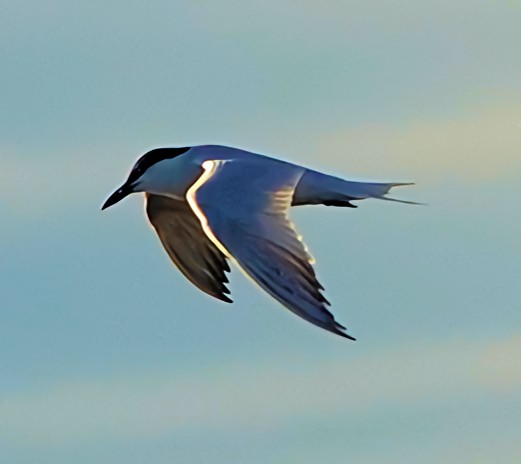 Gull-billed Tern - ML620351679