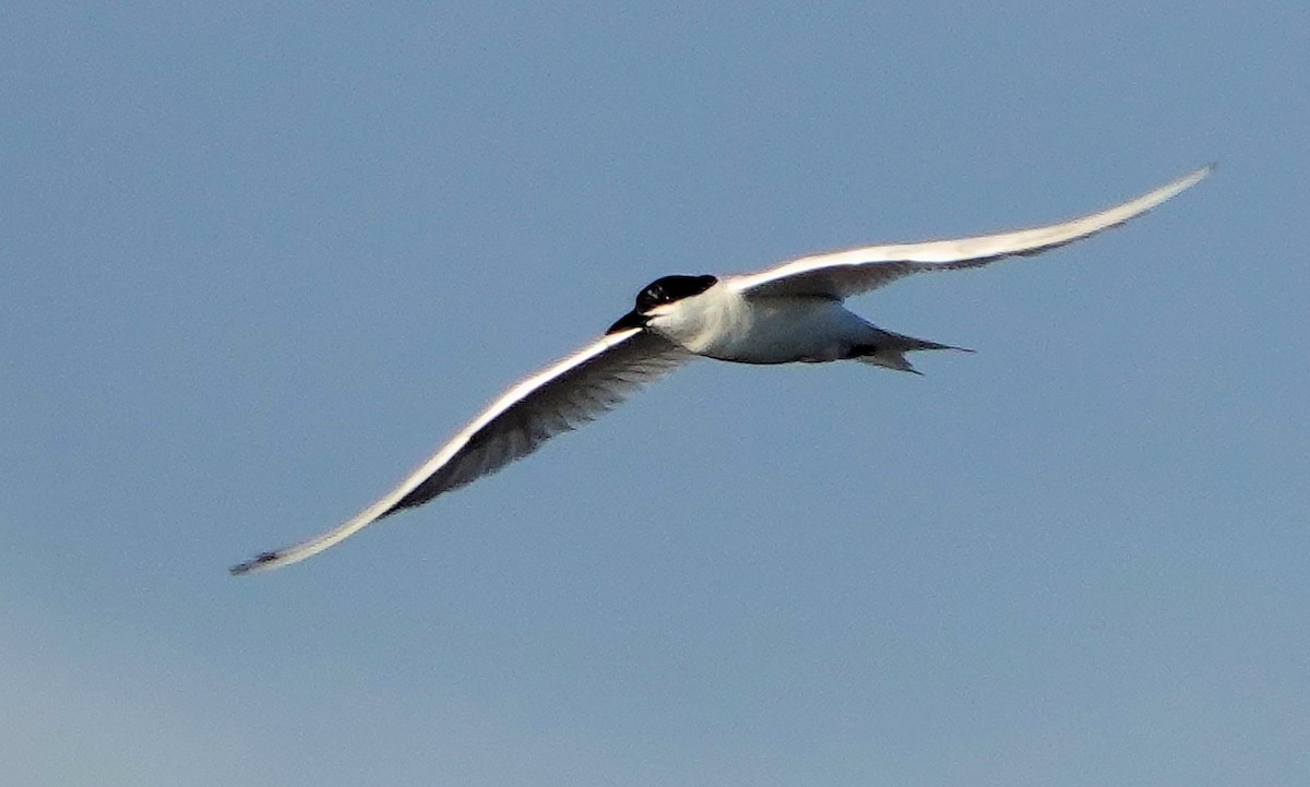 Gull-billed Tern - ML620351680