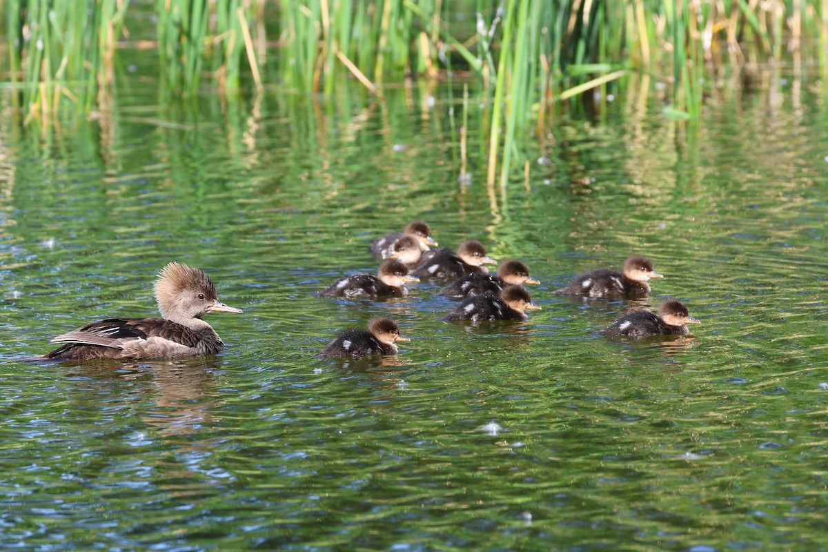 Hooded Merganser - David Lambeth