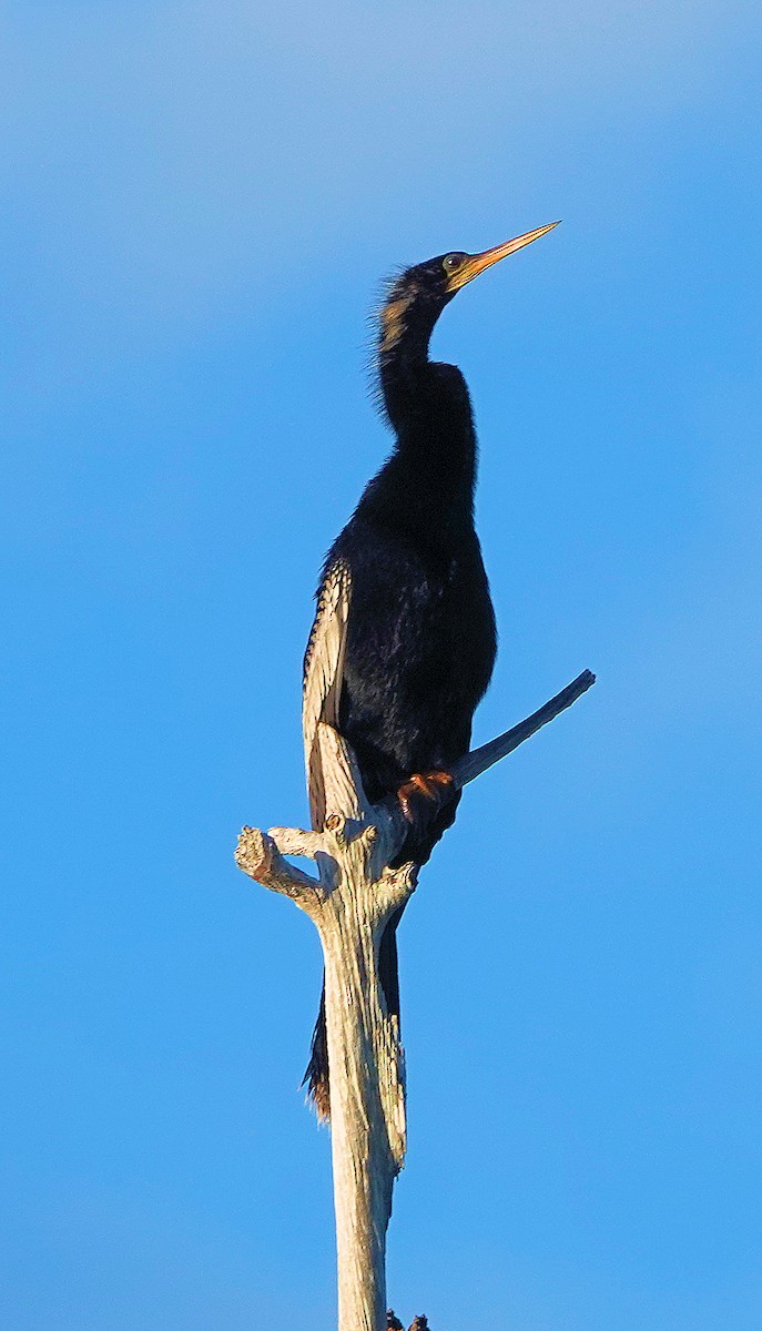 anhinga americká - ML620351694