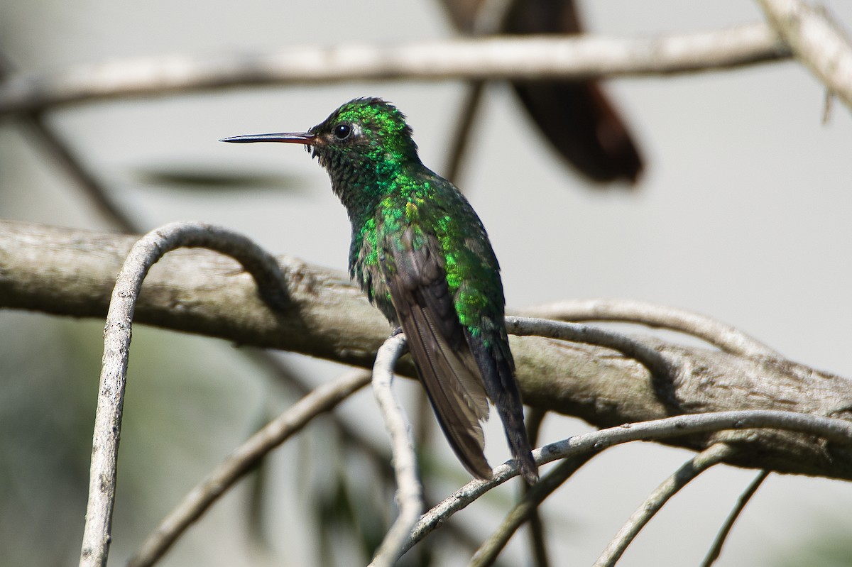 kolibřík Canivetův (ssp. canivetii) - ML620351708