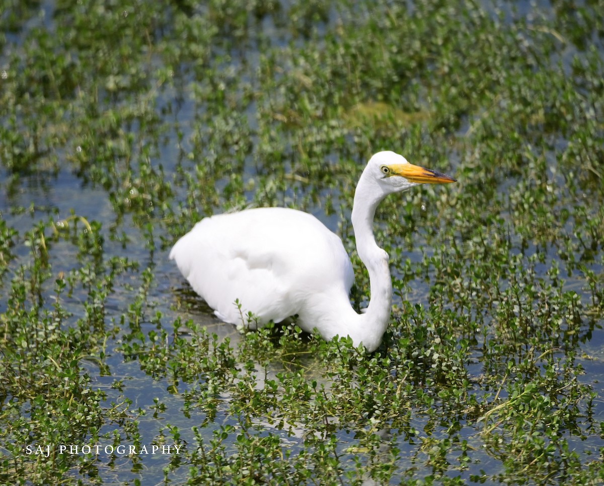 Grande Aigrette - ML620351711