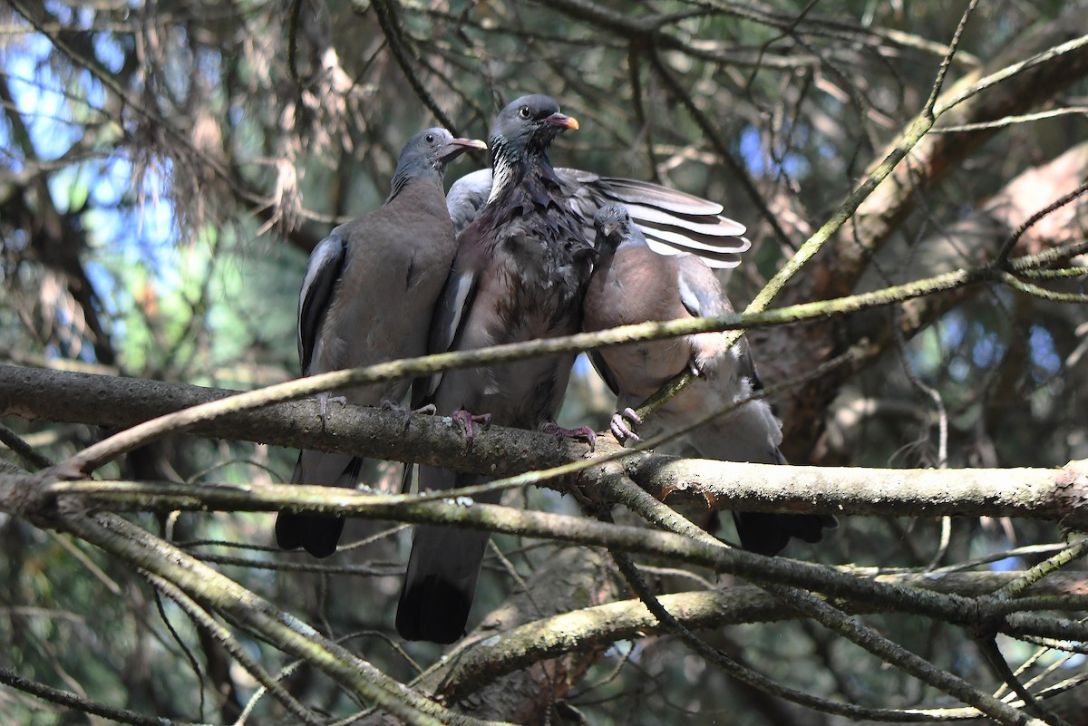 Common Wood-Pigeon - ML620351718