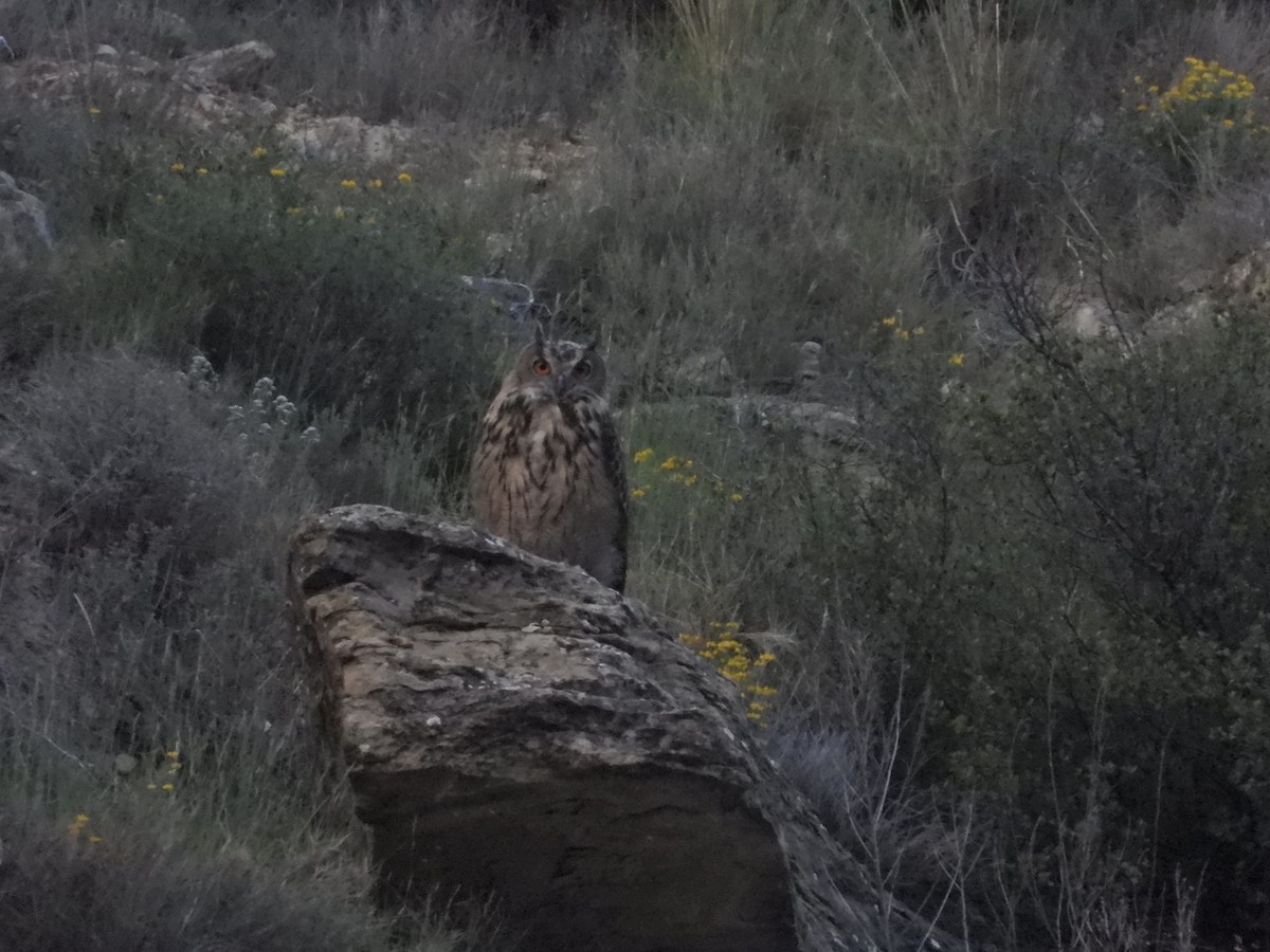 Eurasian Eagle-Owl - ML620351719