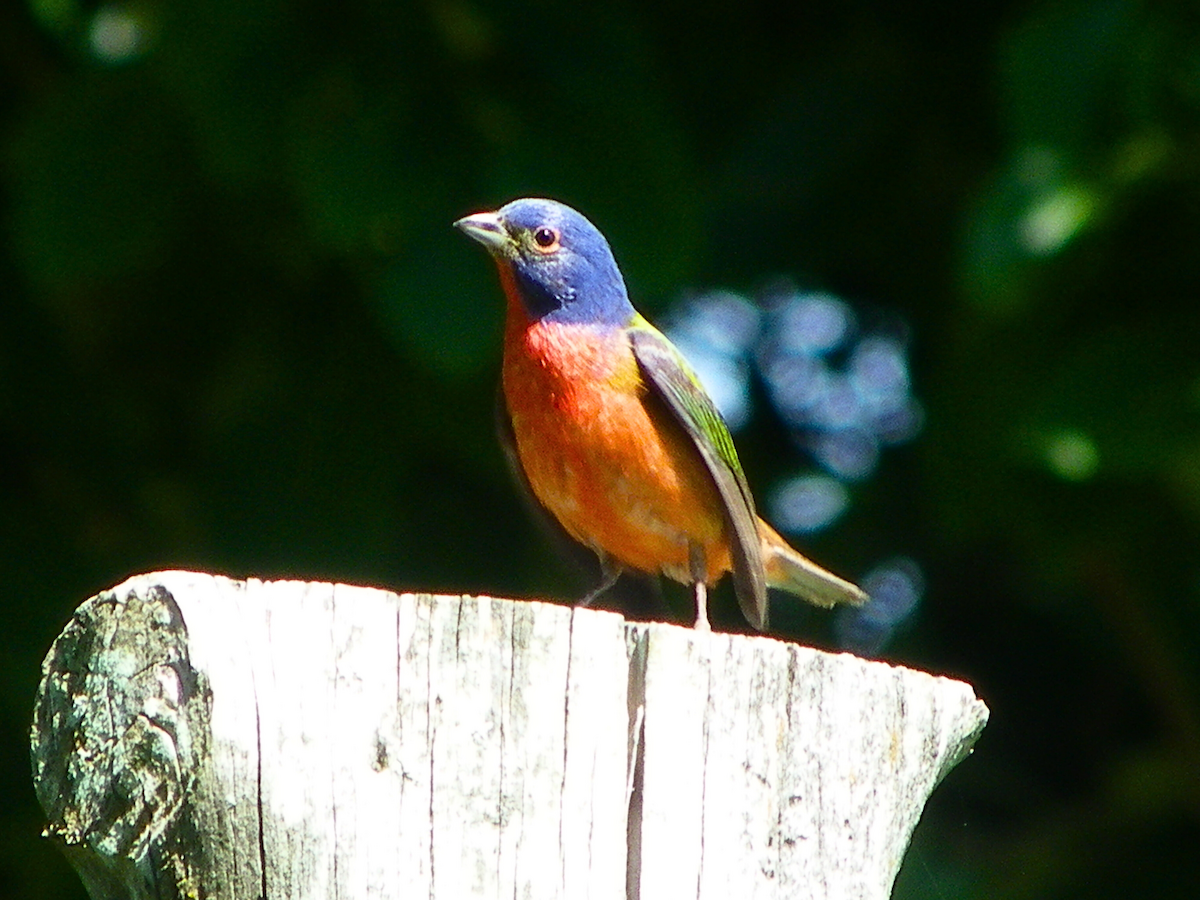 Painted Bunting - ML620351722