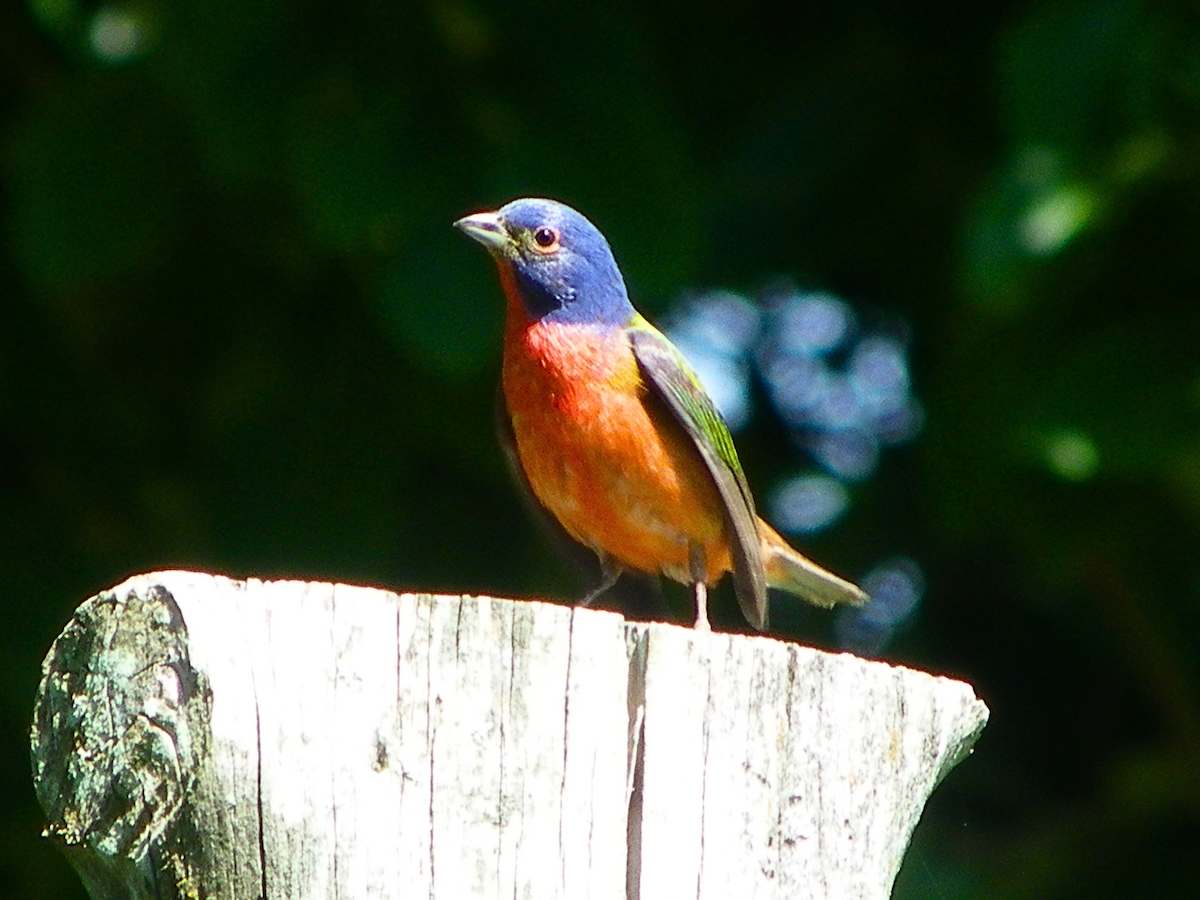 Painted Bunting - Khloe Campbell